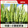 小麦胚芽油 Wheat Germ 印度进口原料批发按摩基底植物油基础油 商品缩略图0