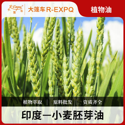 小麦胚芽油 Wheat Germ 印度进口原料批发按摩基底植物油基础油 商品图0