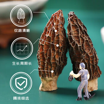 富昌 羊肚菌55g 云南特产头茬短柄  山珍菌菇干货 鸡汤煲汤火锅食材 商品图1