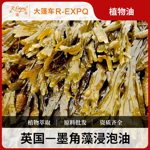 墨角藻浸泡油/海藻Fucus原料批发按摩植物基础油美容院按摩 商品图0