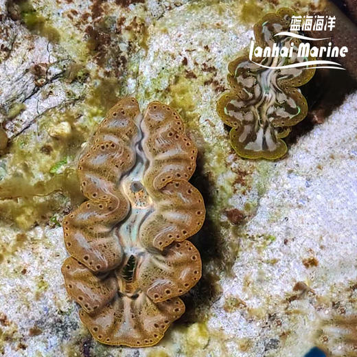 人工长砗磲 B（滤水） 商品图8