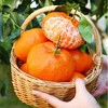 【2026新鲜上市】四川新品甘平柑橘皇后   皮薄多汁 个大香甜 商品缩略图4