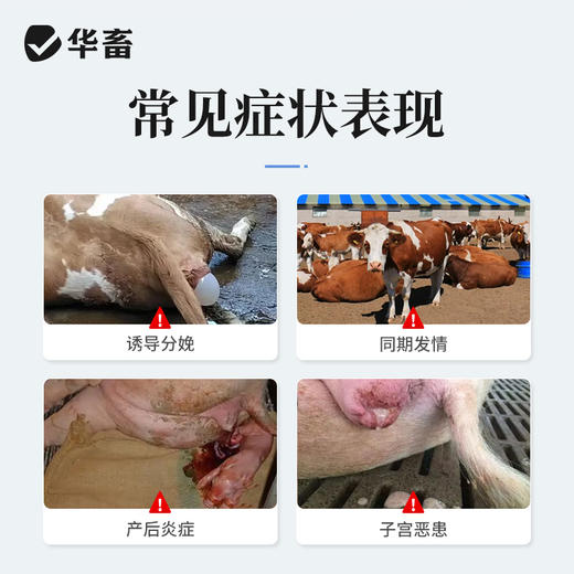 华畜高含量氯前列醇钠注射液 牛羊同期发情 催产 猪分娩前列烯醇钠 商品图1