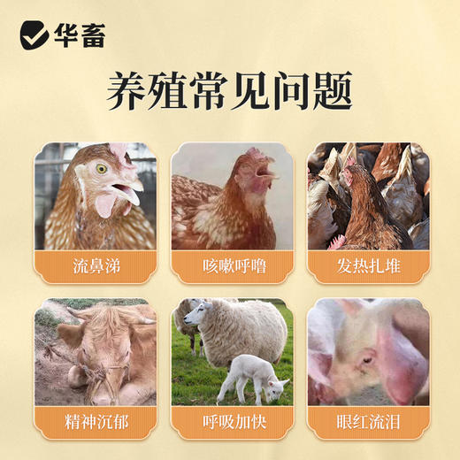 华畜四季流感兽用提免疫中药提取猪牛羊鸡鸭鹅孕畜可用呼吸流感康 商品图1