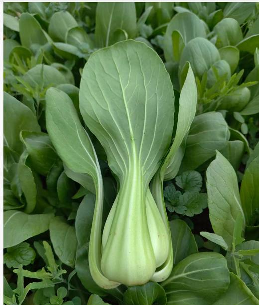 良道天成有机蔬菜包 精选时令品种搭配   顺丰包邮 商品图3