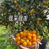 雲端脆蜜•金柑【顺丰/京东发货】 商品缩略图2