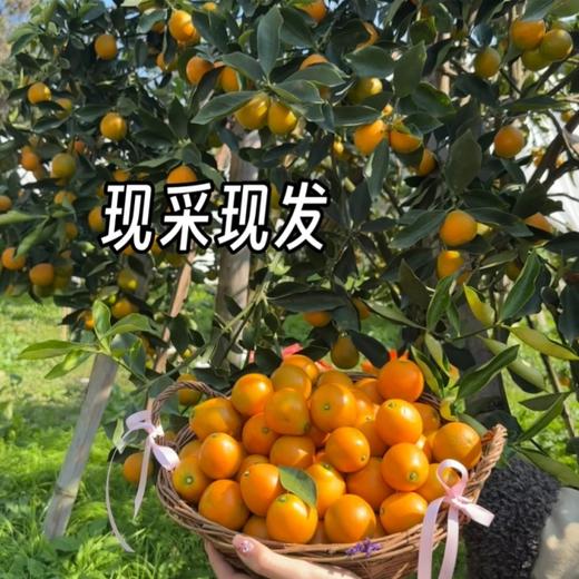 雲端脆蜜•金柑【顺丰/京东发货】 商品图2