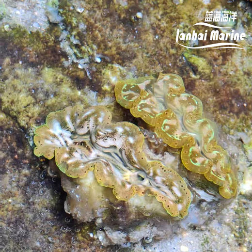 人工长砗磲 B（滤水） 商品图1