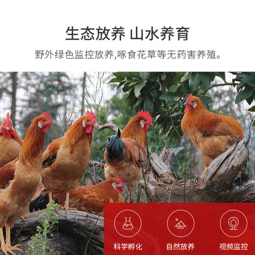 我的鸡笼新鲜鸡蛋30枚装 江浙沪包邮 商品图7