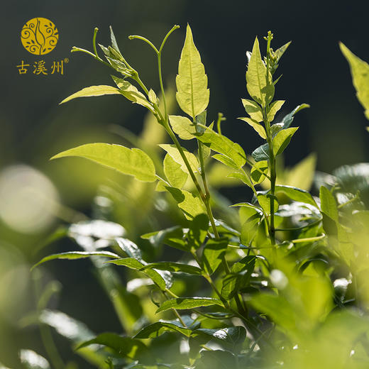 【匠心制茶】古溪州湖南永顺莓茶显齿蛇葡萄叶 125g/袋 入口微苦回甘悠长 商品图1