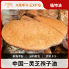 灵芝孢子植物油 超临界CO2萃取原料批发油按摩基础油 Ganoderma 商品缩略图0