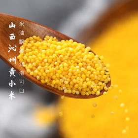 中国地标食物 | 正宗山西沁州黄小米 米油丰厚 米汤金黄 香甜暖胃