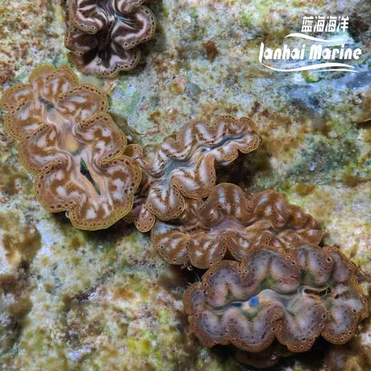 人工长砗磲 B（滤水） 商品图2