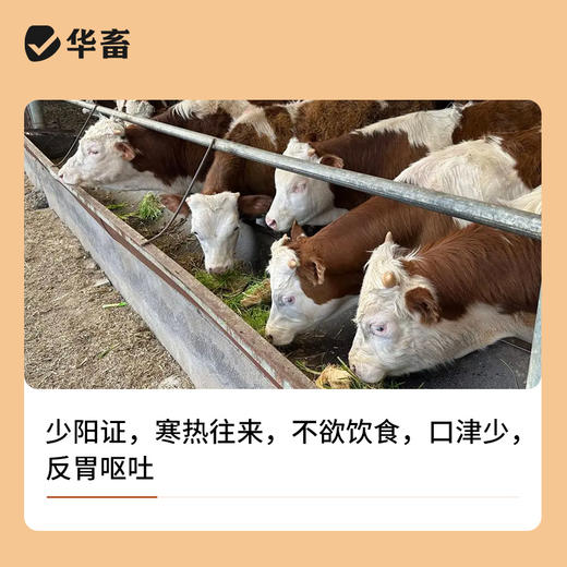 【社群专享】小柴胡散 厌食不吃流感发热秋冬季必备猪牛羊鸡鸭鹅通用 商品图3