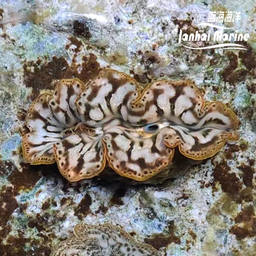 人工长砗磲 B（滤水） 商品图6