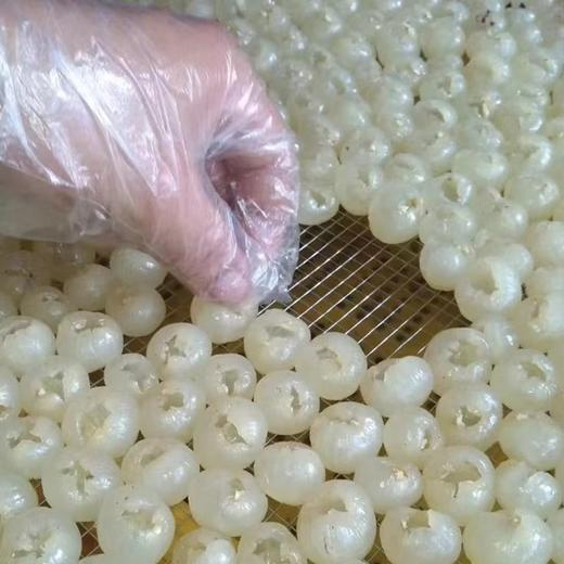 【高州特产 老树桂圆肉】高州新鲜5A级桂圆肉 商品图4