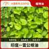 雷公根油 印度原料批发 身体按摩基础油植物油批发 量大详询客服 商品缩略图0