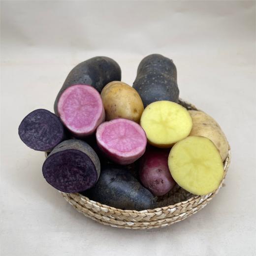 有机双色土豆 | 花青素高 公平贸易| * Ecological Potato 商品图1