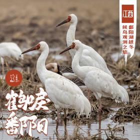 「2027元旦」鹤唳鄱阳·江西鄱阳湖越冬候鸟观测之旅