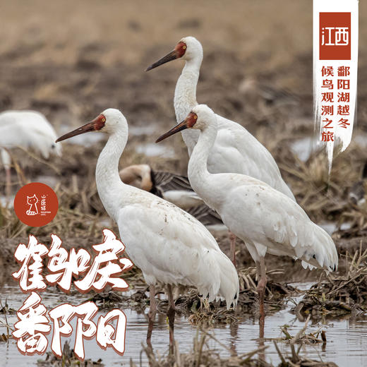 「2027元旦」鹤唳鄱阳·江西鄱阳湖越冬候鸟观测之旅 商品图0