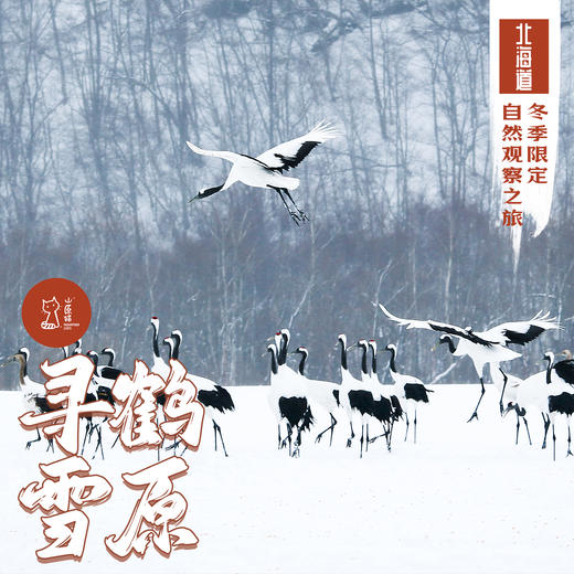 「2027春节」寻鹤雪原 · 日本北海道冬季限定自然观察之旅 商品图0
