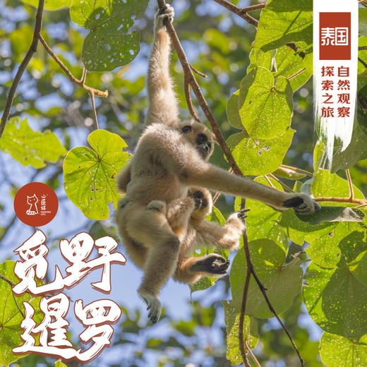 「错峰」觅野暹罗 · 泰国自然观察探索之旅 商品图0