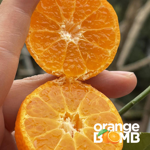 广西漓江生态砂糖橘 自然生长风味浓 9甜1酸  顺丰快递 商品图0