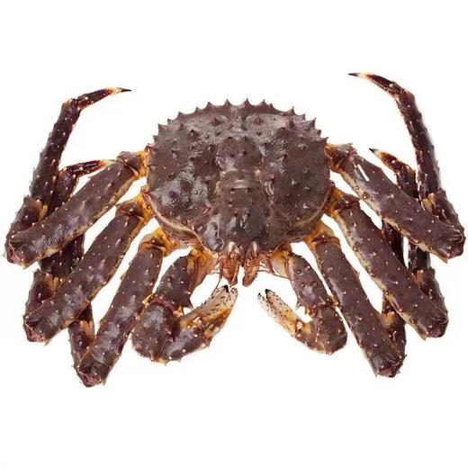 【顺丰快递】进口帝王蟹礼盒 俄罗斯深海捕捞 肉质细腻鲜甜 蟹腿粗壮 深海甘甜 刺身级鲜度 舌尖美味 BHFT 商品图5