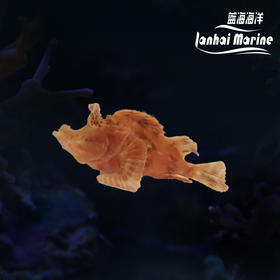 海龙王-红