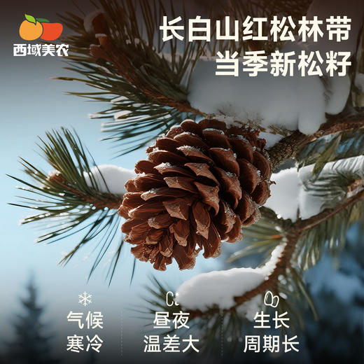 【甄选】内购西域美农原色松子500g（送夹子） 2025新货松子 配料干净 松香浓郁 商品图2