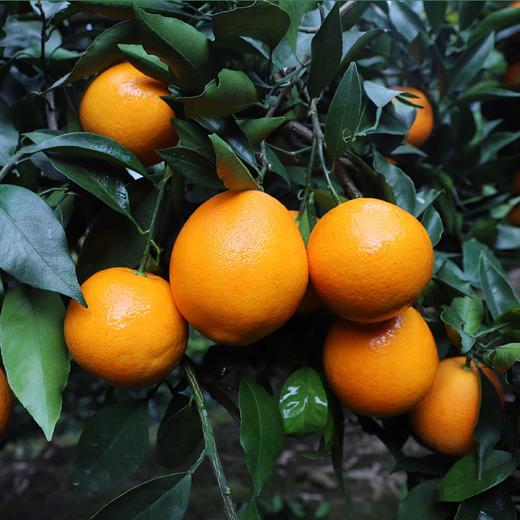 五峰 纽荷尔脐橙5kg 宜昌五峰 商品图0