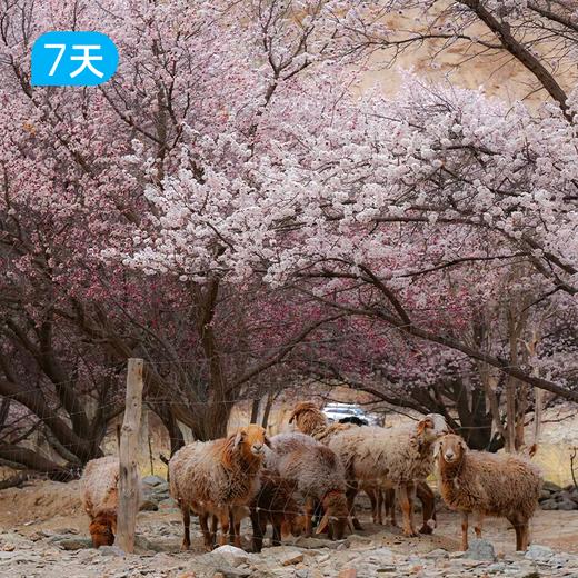 第二届帕米尔高原杏花徒步节｜徒步南疆之春 冰川与杏花的碰撞 7日 商品图3