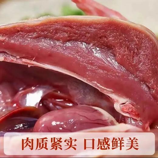 【1只装】自提-5~6两/只（不含内脏）天翔达 新鲜现杀-农家散养活力乳鸽 真空冷链锁鲜发货   JHA031-1 商品图2