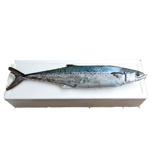 【顺丰快递】胶东大鲅鱼礼盒 渤海湾新鲜海捕 鲜嫩可口 鱼眼明亮 表皮透亮 新鲜美味 BHFT 商品图4