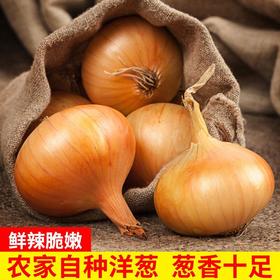 【SF】黄洋葱  白皮洋葱 新鲜当季白皮葱头  清脆爽口 葱香十足