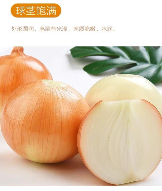 【SF】黄洋葱  白皮洋葱 新鲜当季白皮葱头  清脆爽口 葱香十足 商品图2