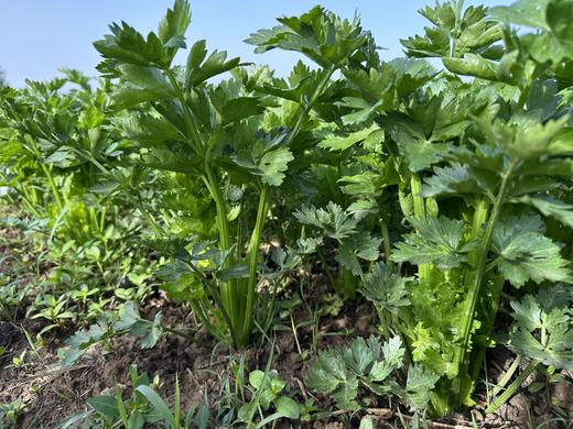 自产/有机种植  西芹 商品图3