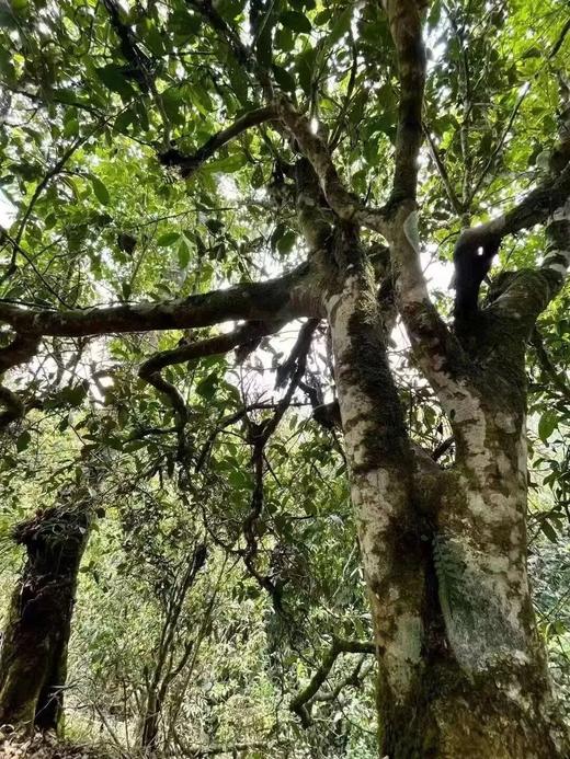 【老班章羽毛种】2024年古树，尊贵之选 茶中翘楚，老班章极端极境，357g/片  单饼铁盒包装 商品图6