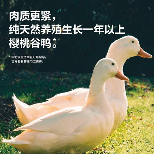 （3袋装）南京冠生园鸭血粉丝汤（倍香版）选用饲养365天以上老鸭制作 秘制食材包浓郁鲜香 商品图5
