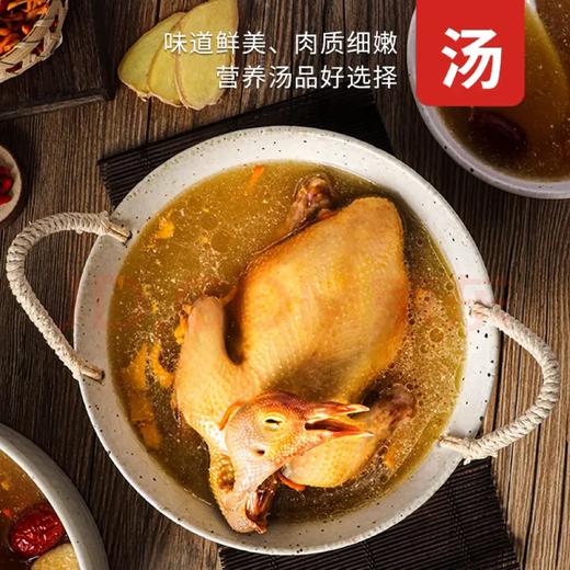 【1只装】自提-5~6两/只（不含内脏）天翔达 新鲜现杀-农家散养活力乳鸽 真空冷链锁鲜发货   JHA031-1 商品图8