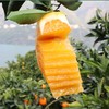 五峰 纽荷尔脐橙5kg 宜昌五峰 商品缩略图4
