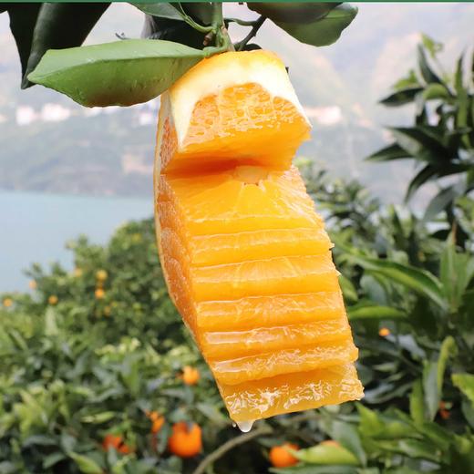 五峰 纽荷尔脐橙5kg 宜昌五峰 商品图4