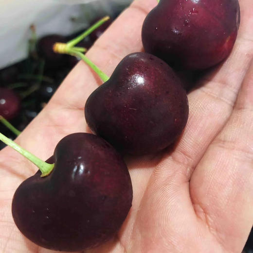 纯Bing红车 JJJ车厘子 🍒甜！脆！多汁！光泽度高果子脆硬，超级棒红车。 商品图11