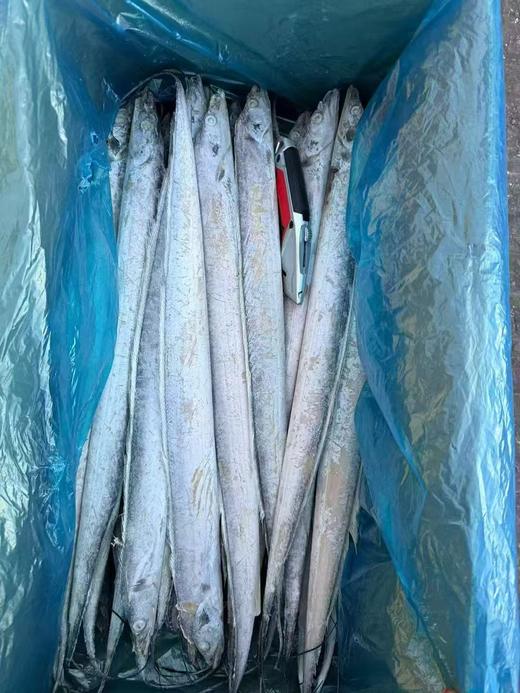 【高性价比】大连渤海刀鱼 ，单条4-5两左右，10条装，净重4斤左右（填称凑重量的有可能会有1-2条不到4两的），自家吃非常合适，油炸、炖吃都可以，东北三省包邮。 商品图1