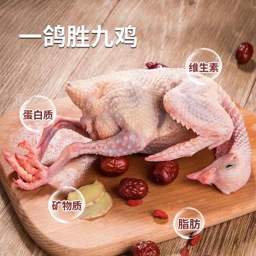 【1只装】自提-5~6两/只（不含内脏）天翔达 新鲜现杀-农家散养活力乳鸽 真空冷链锁鲜发货   JHA031-1 商品图1