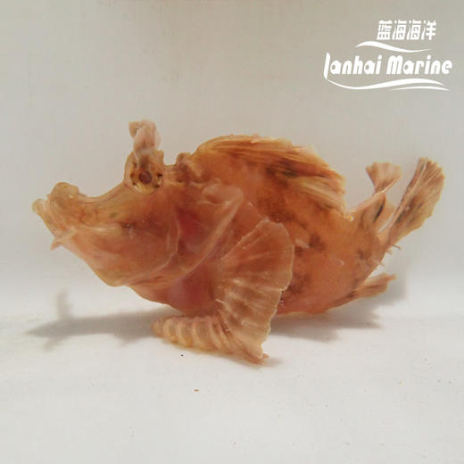 海龙王-红 商品图6