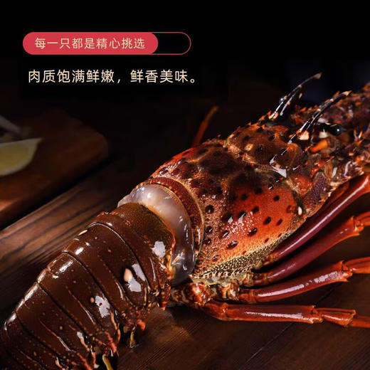 【顺丰快递】活冻古巴大龙虾礼盒 精挑细选 体大壳薄 肉质饱满 深海捕捞 鲜活速冻 鲜嫩可口 BHFT 商品图1