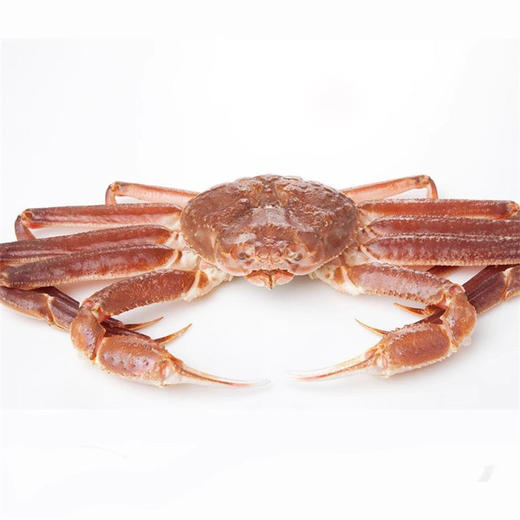 【顺丰快递】俄罗斯进口雪蟹礼盒 纯净冷水海域 壳薄肉厚 肉质细嫩 鲜味浓郁 清甜多汁 口感纯正 营养丰富 商品图5