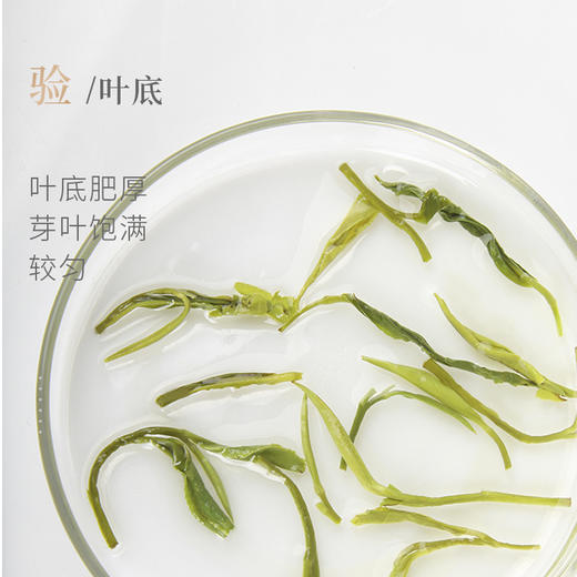 谢裕大黄山毛峰匠心800系列袋装250g 商品图3