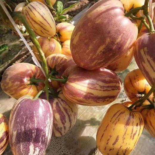 【原产地直发】甘肃民勤沙漠人参果低糖水果 肉黄、水分爆汁、清甜，中老年人喜爱的低糖水果 商品图3